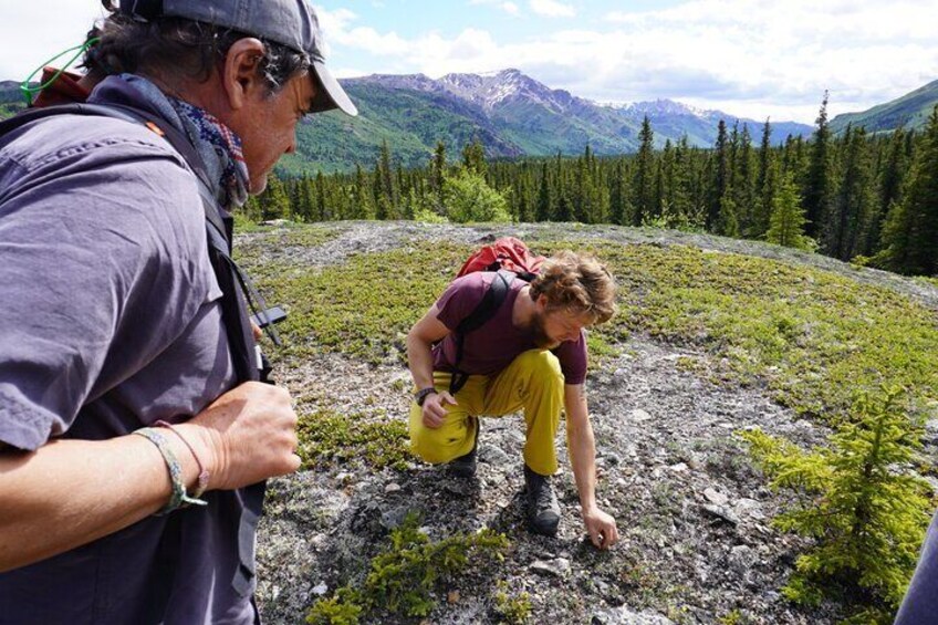 Foraging and Cultural History Tour in Denali National Park