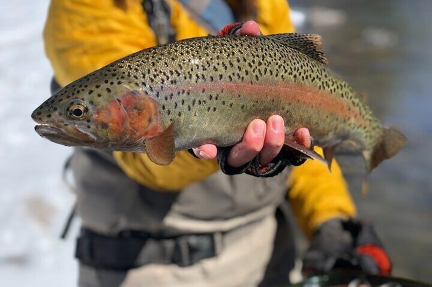 Full Day Wade and Walk Fly Fishing Private Trip