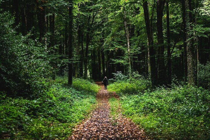 Explore an Ancient Irish Native Woodland with a Storyteller!