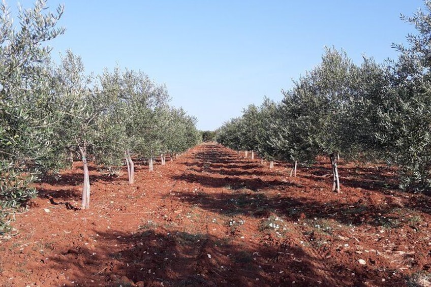 Experience the organic olive oil world