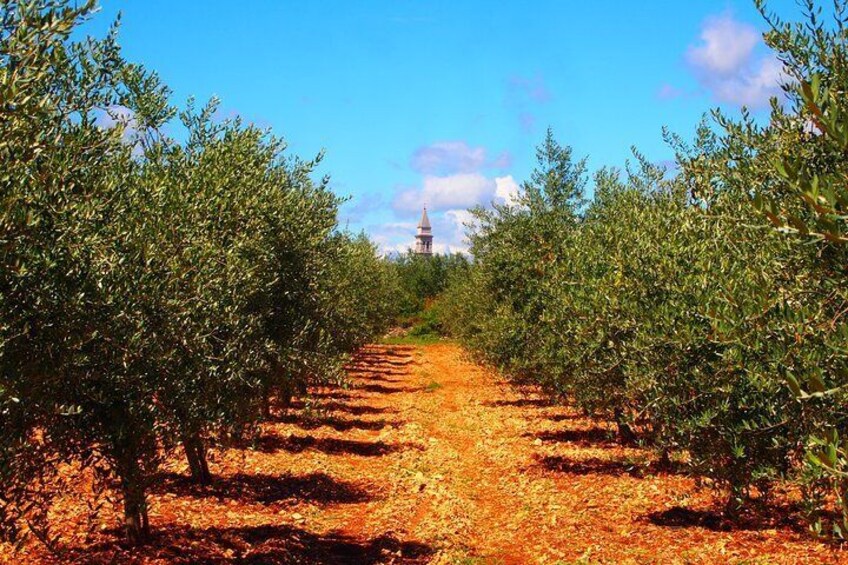 Experience the organic olive oil world