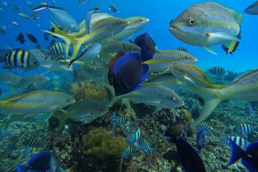 4-Hour Catamaran and Snorkeling Excursion in Sosua