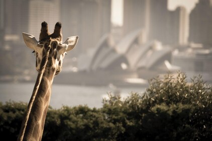 Taronga Zoo Pass med 1-dagars Sydney Harbour Hop on Hop off Explorer Cruise