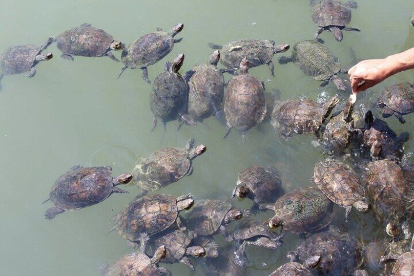 Bodrum Turtle Beach Tour With Mud Baths & King Tombs