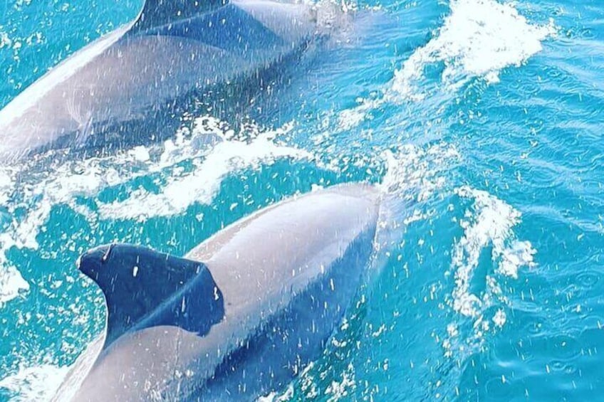 Boat Trip with Dolphin Watching