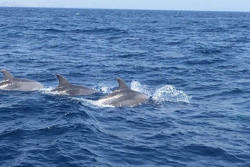 Boat Trip with Dolphin Watching