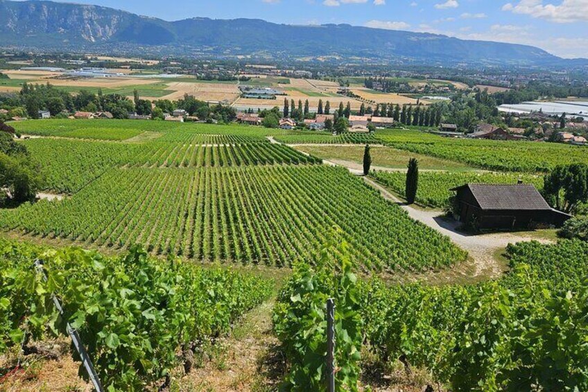 Immersion in the Geneva vineyards by tuktuk with tasting
