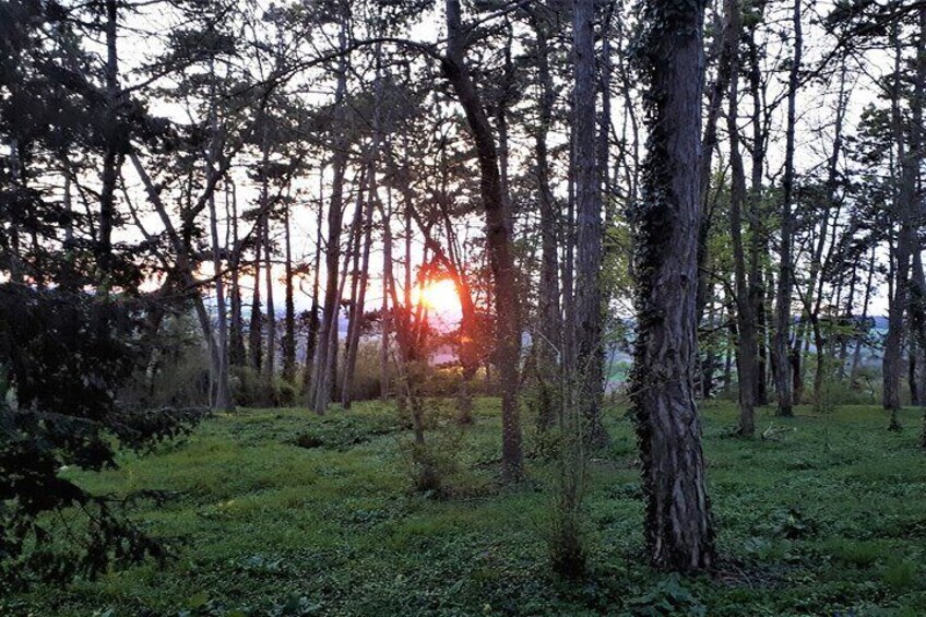 Sunset and Champagne tasting in the Vineyard