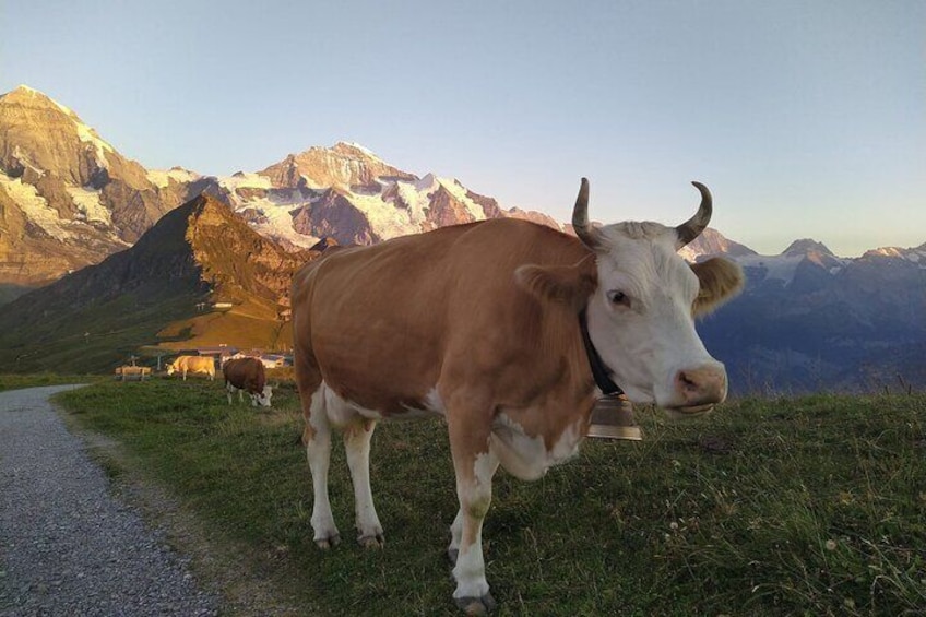 Cheese and chocolate on mountain summit