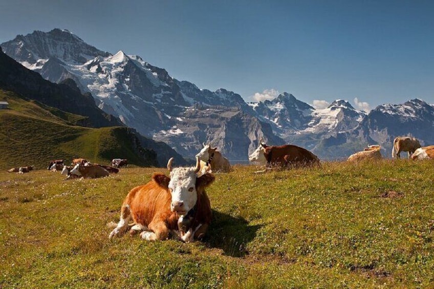 Cheese and chocolate on mountain summit