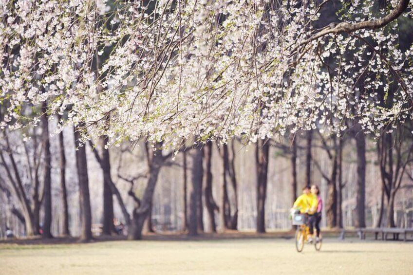 Nami Island