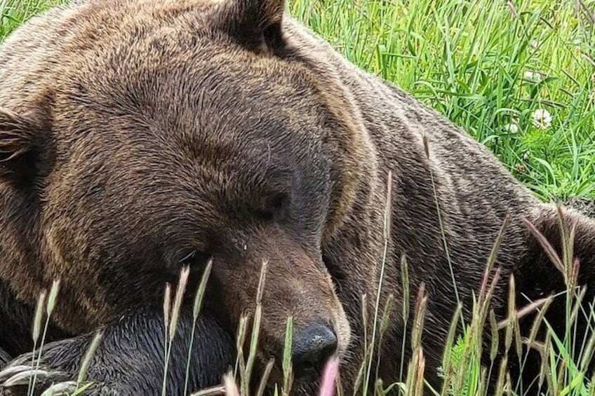 One of our favorite sites at Alaska Wildlife Conservation Center
