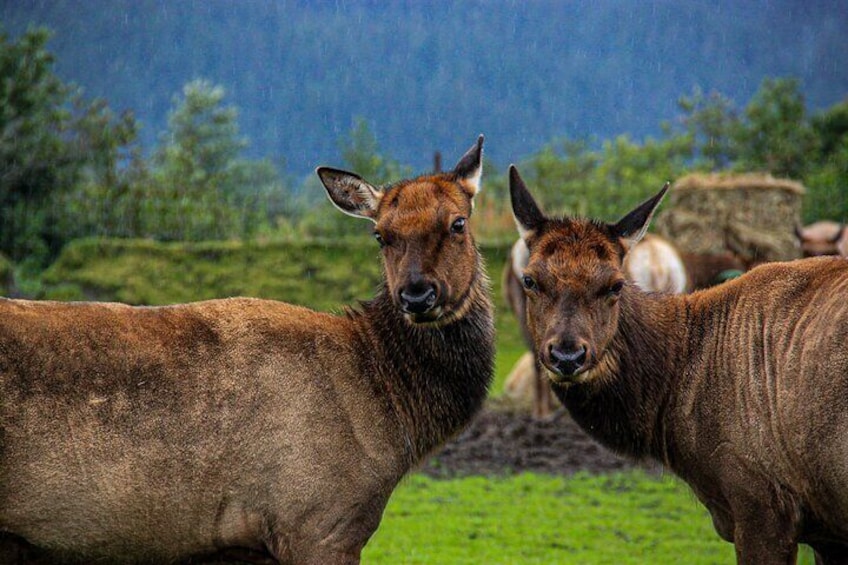 Private Anchorage Glacier River Walk & Wildlife Tour