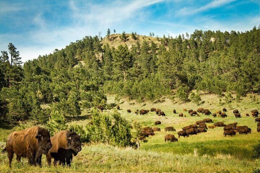 Part of the herd that get to free roam the beautiful Custer State Park wildlife loop