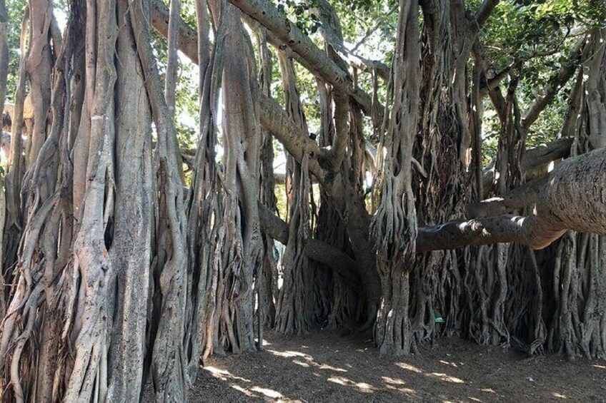Moreton Bay Figs Located at New Farm Park