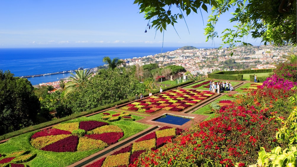 Colorful hedges in Funchal