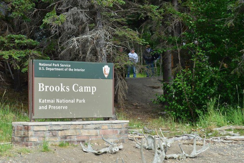 Brooks Falls Bear Experience