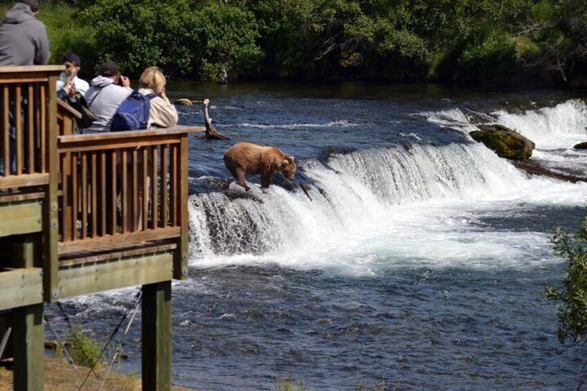 Brooks Falls Bear Experience