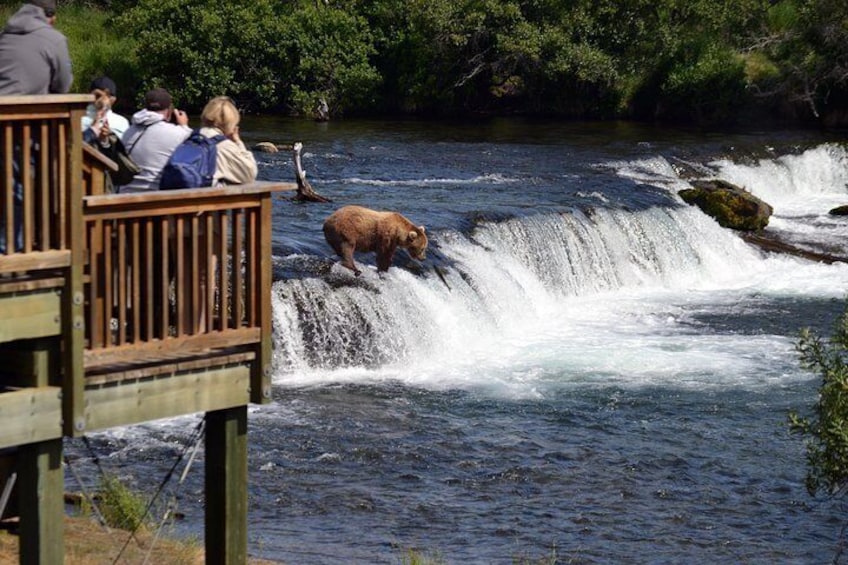 Brooks Falls Bear Experience