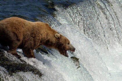 Brooks Falls Katmai Bjørn ser i et flyvende fly
