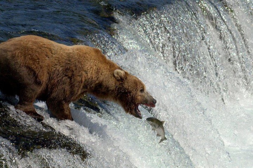Brooks Falls Bear Experience