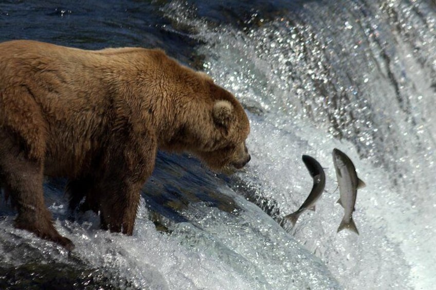 Brooks Falls Bear Experience