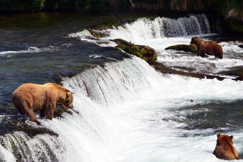Brooks Falls Bear Experience