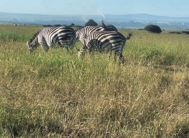 Picture 7 for Activity Nairobi Wildlife Highlights And Excursions With Free pick up