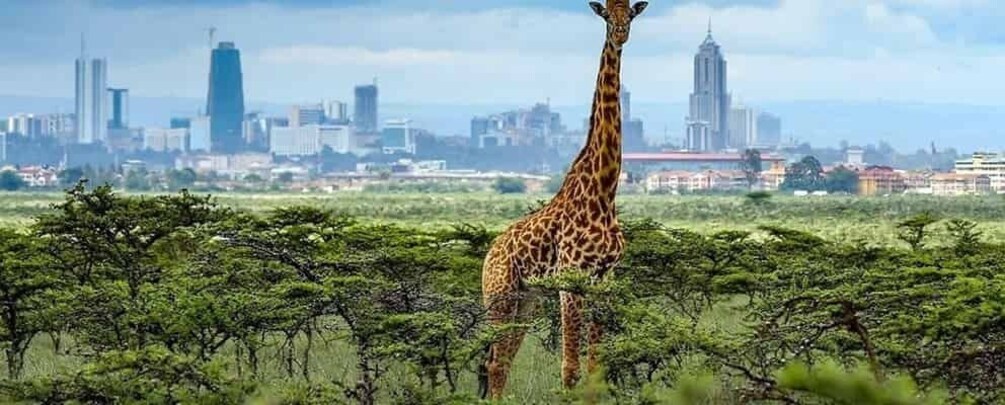 Picture 4 for Activity Nairobi Wildlife Highlights And Excursions With Free pick up