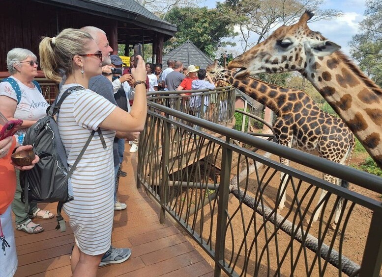 Nairobi Wildlife Highlights And Excursions With Free pick up