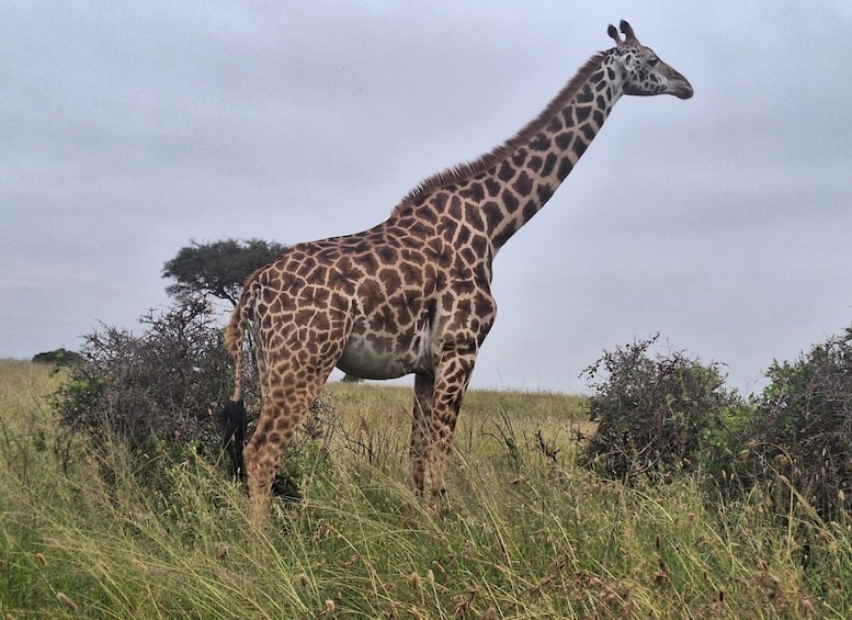 Picture 5 for Activity Nairobi Wildlife Highlights And Excursions With Free pick up