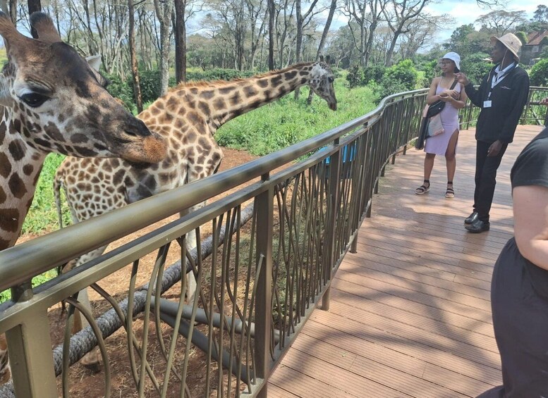 Picture 6 for Activity Nairobi Wildlife Highlights And Excursions With Free pick up