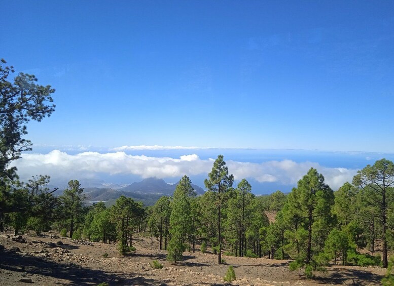 Picture 3 for Activity From Tenerife: Teide National Park Guided Day Trip by Bus