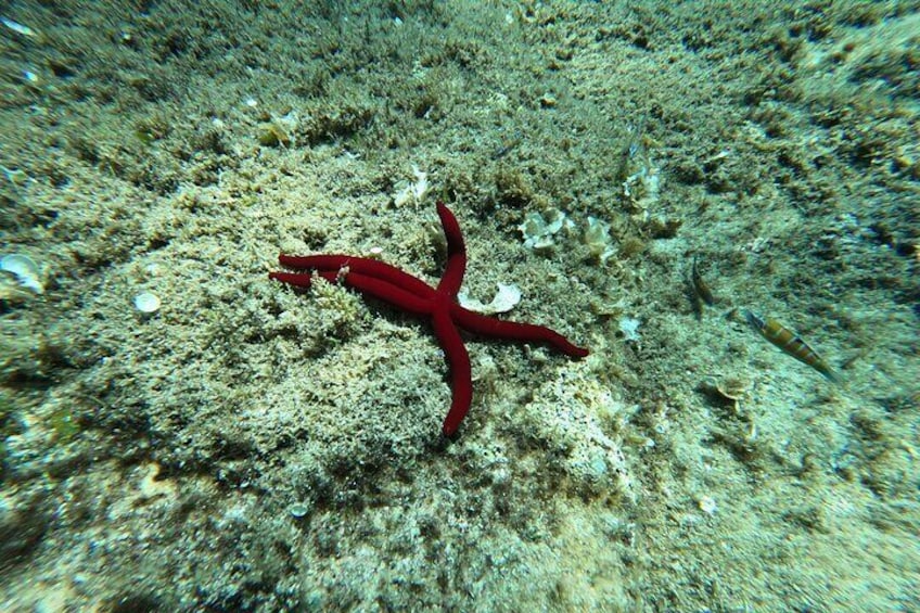 4 Hours Snorkeling Activities Villasimius Isola dei Cavoli