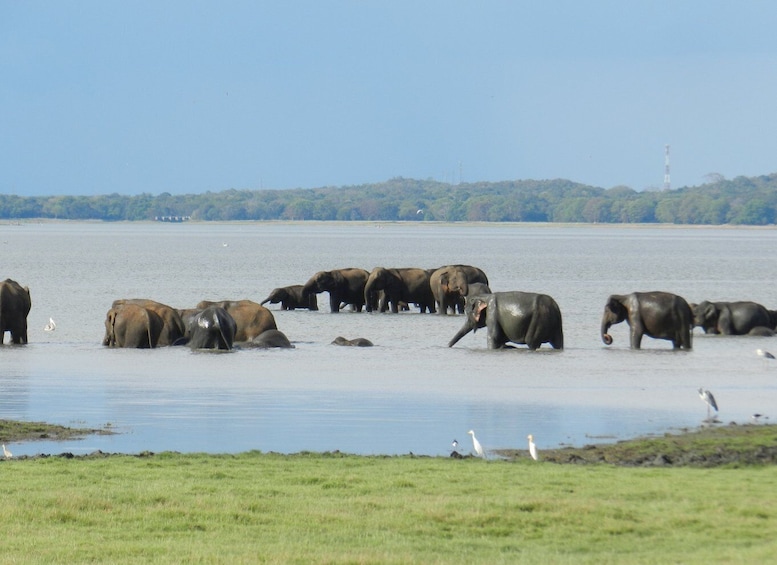 Picture 1 for Activity Minneriya Elephant Gathering Spectacle