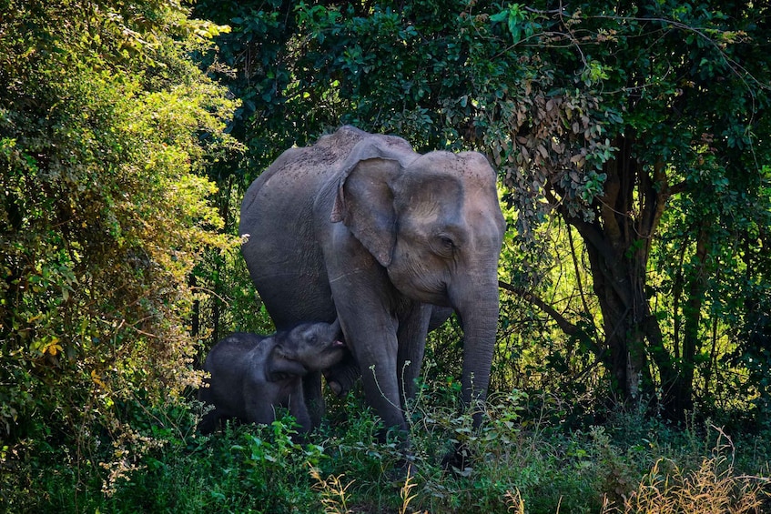 Picture 4 for Activity Minneriya Elephant Gathering Spectacle