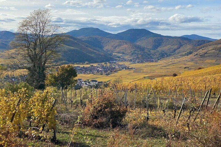 Medieval Alsace and Wine Tasting from Colmar