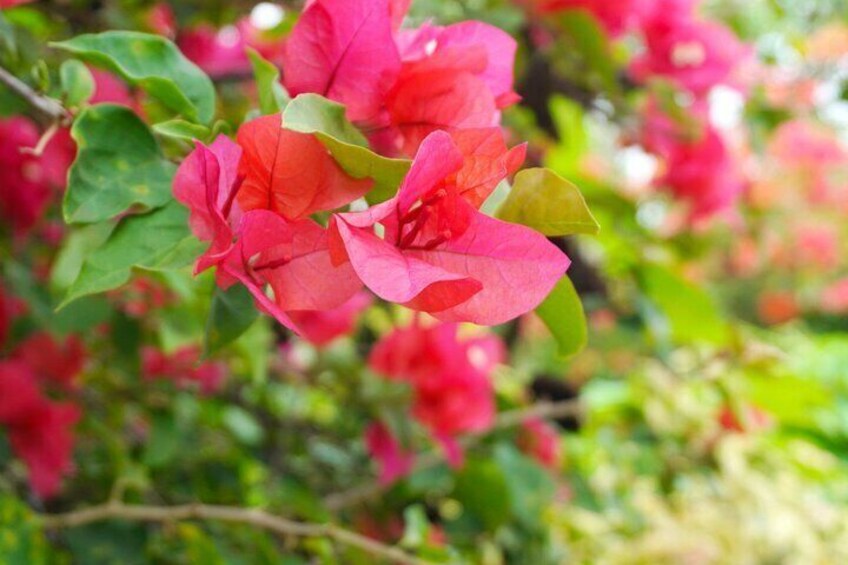 Bouganvillier flower in Tahiti