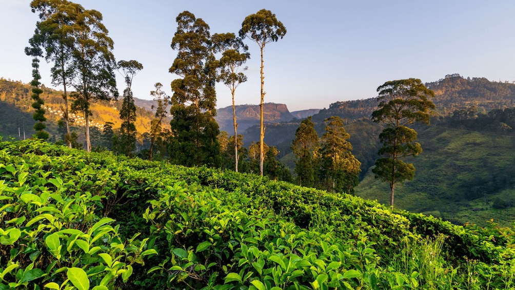 Picture 4 for Activity Tea Trail of Nuwara Eliya