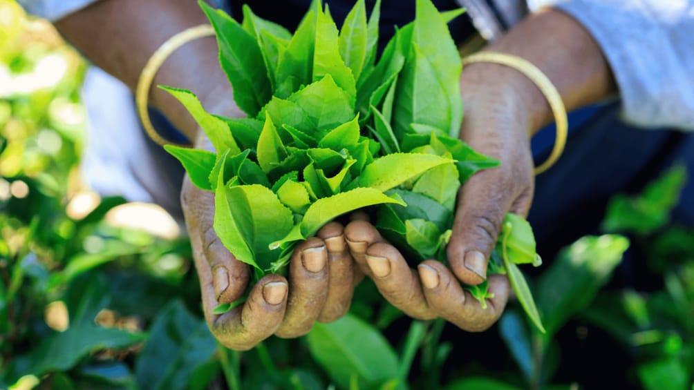 Tea Trail of Nuwara Eliya