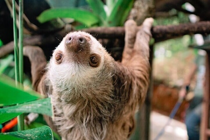 KSTR Re-Wilding Centre Manuel Antonio (Sloth/Primate Park)