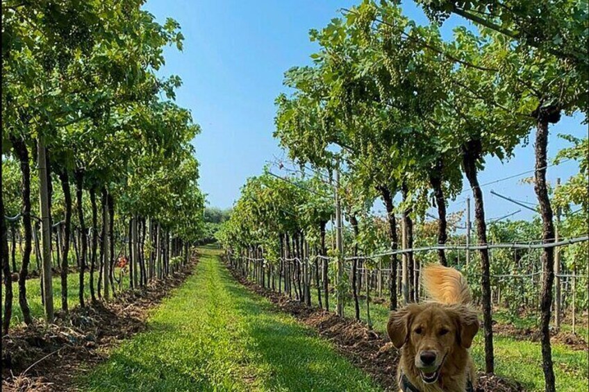 Tasting of Valpolicella and Amarone Wines near Fumane