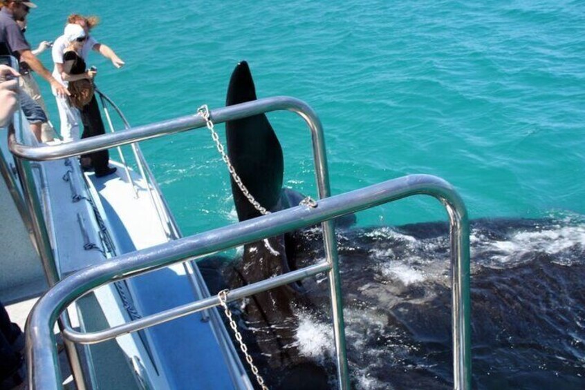 Whale Watching Tour in Hermanus 