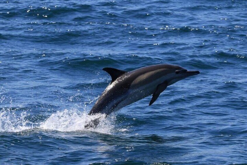 Whale Watching Tour in Hermanus