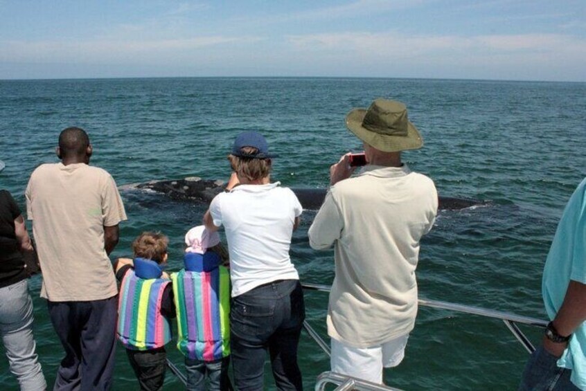 Whale Watching Tour in Hermanus 