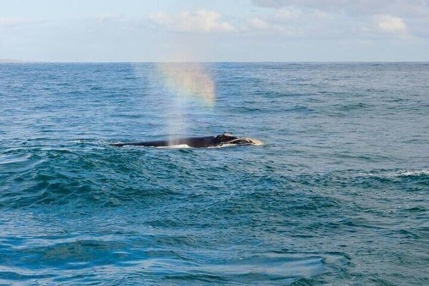 Whale Watching Tour in Hermanus 