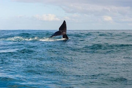 Whale Watching Tour in Hermanus