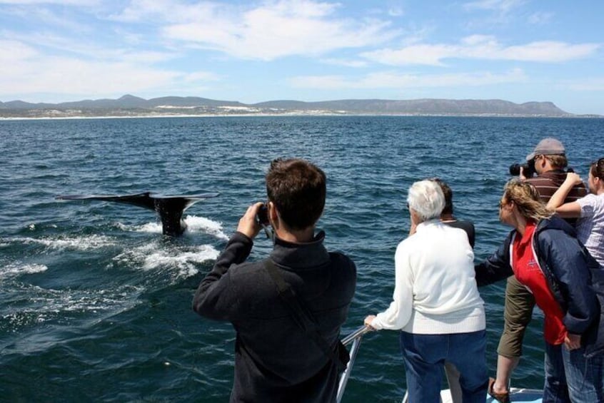 Whale Watching Tour in Hermanus 