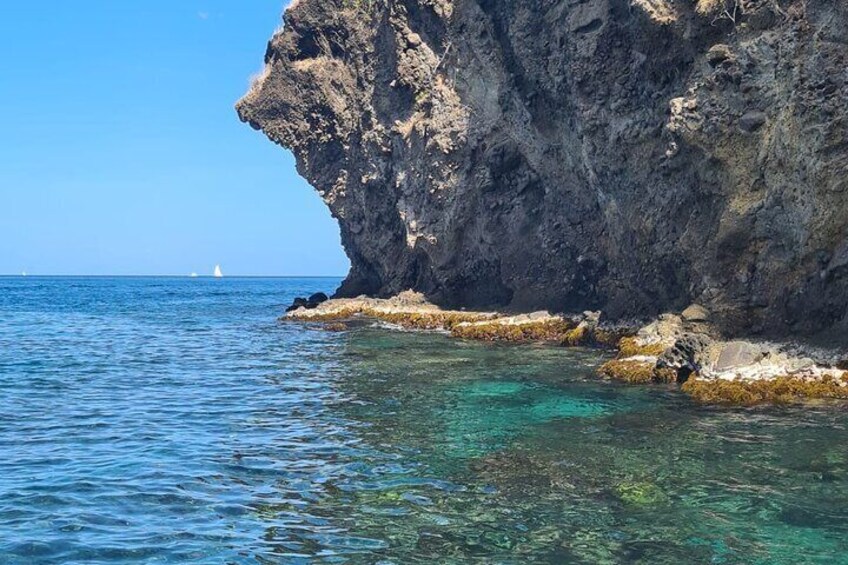 Discovery of dolphins on the Caribbean coast