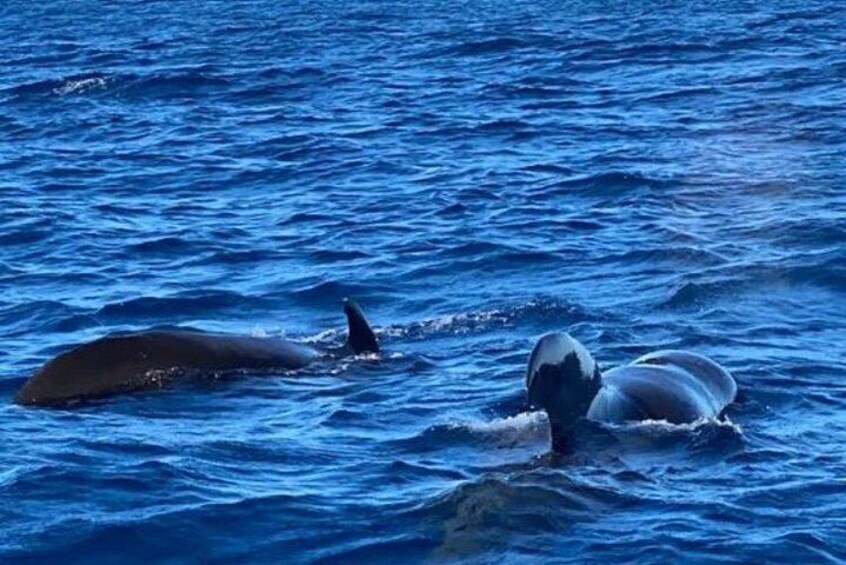 Pilot Whale